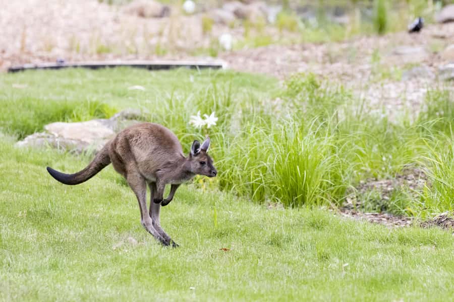 Melbourne Zoo: Australian Wildlife Experience Ticket - Getting oriented: meeting point and how the 45 minutes feels