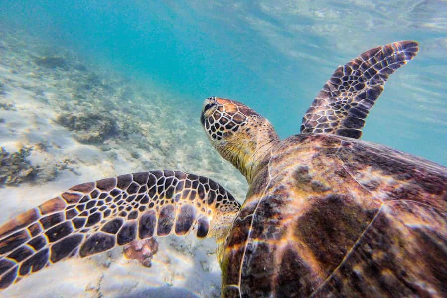 Mission Beach: Explore Dunk Island Day Tour - Key things to know before you go