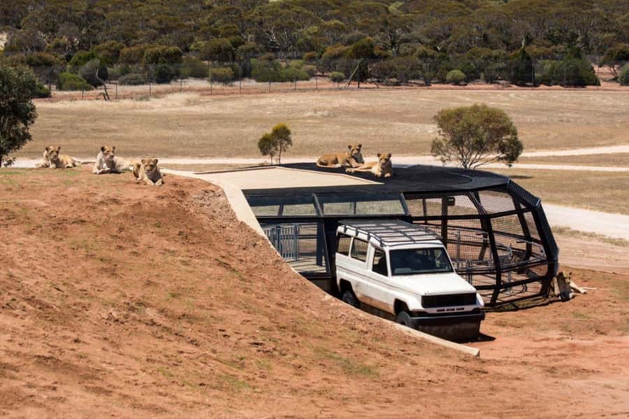 Monarto Safari Park: General Admission Tickets - Quick hits for your Monarto safari day
