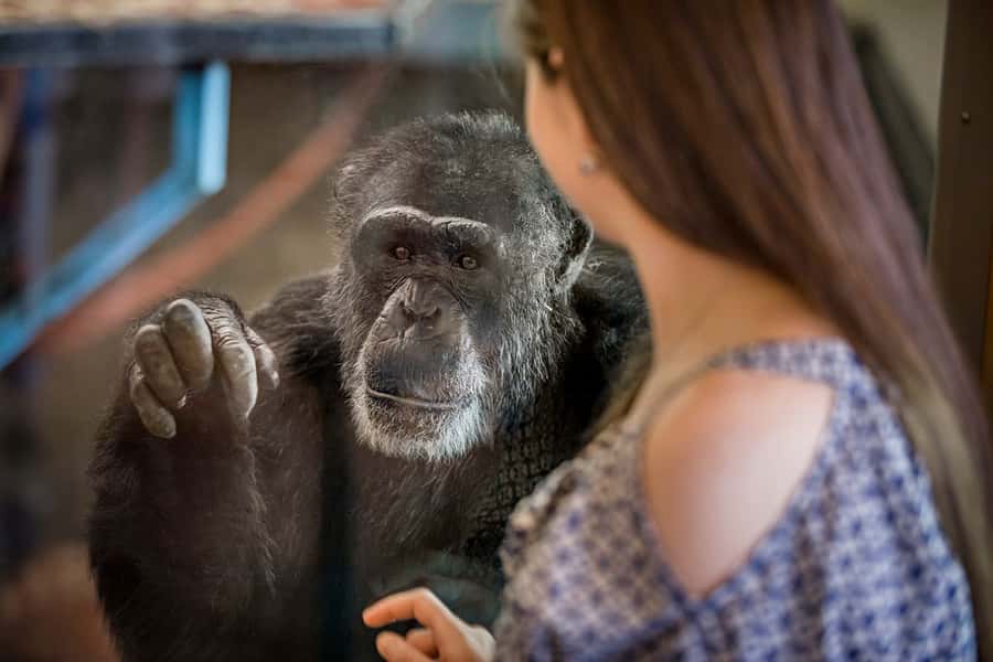 Monarto Safari Park: General Admission Tickets - Monarto Safari Park: a real safari feel outside Africa