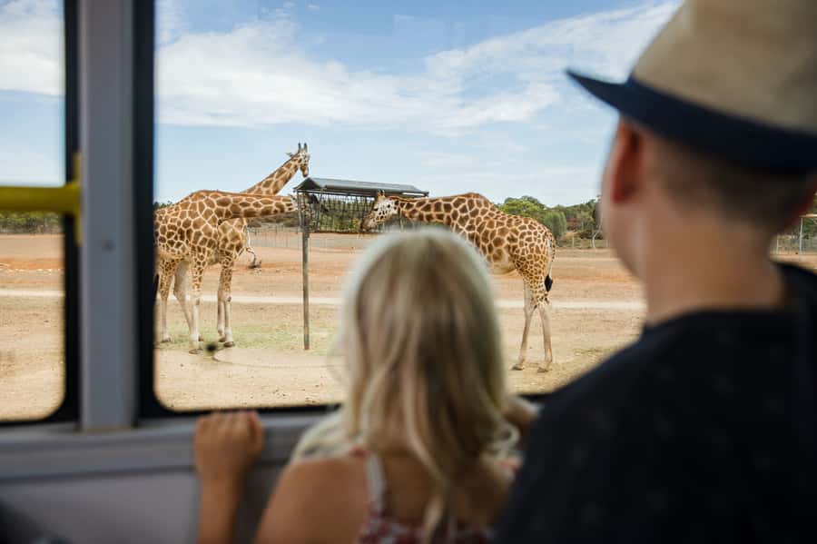 Monarto Safari Park: General Admission Tickets - Your day plan: Zu-loop shuttles and 15 km of walking tracks