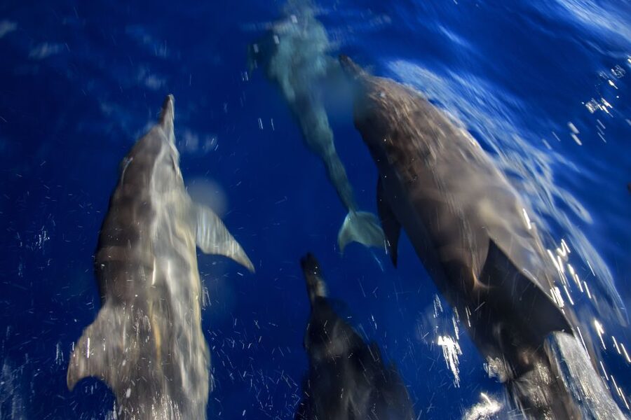 Mooloolaba: Adventure Rafting Turtle Tour - A quick reality check on wildlife: what to expect and what not to