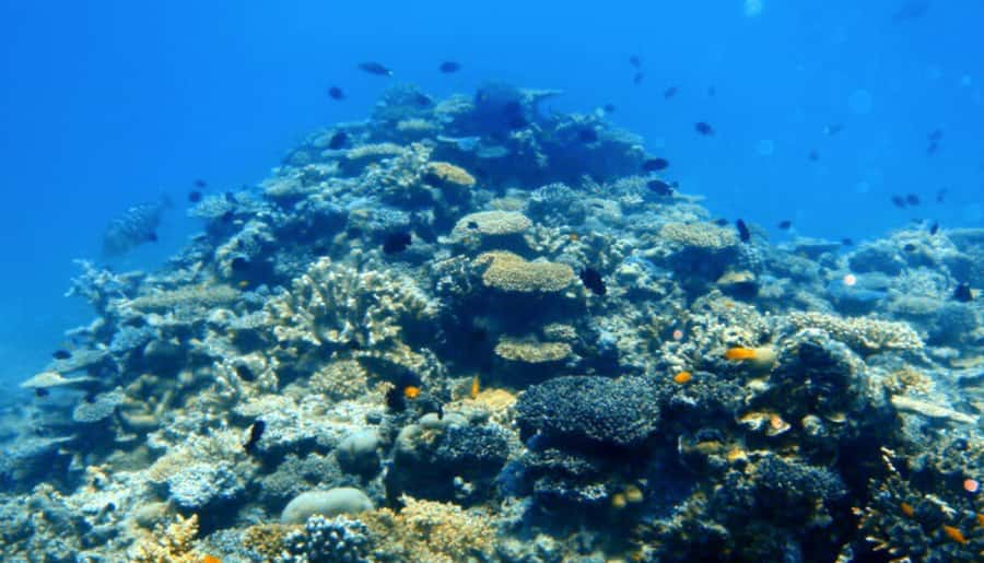 Mooloolaba: Snorkel with Turtles Mudjimba Island - Value and Pricing: What $63 Buys You Here