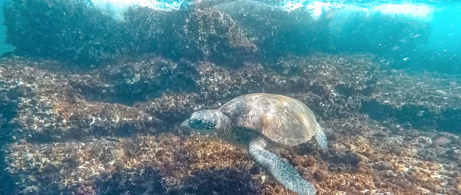 Mooloolaba: Snorkel with Turtles Mudjimba Island - Who This Trip Suits Best (and Who Might Skip It)
