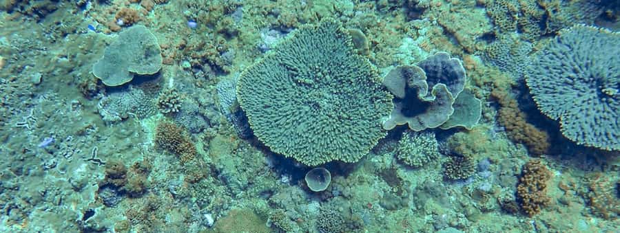 Mooloolaba: Snorkel with Turtles Mudjimba Island - Tips to Get More From Your Hour in the Water