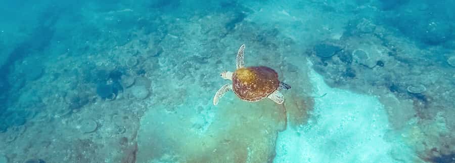Mooloolaba: Snorkel with Turtles Mudjimba Island - Wharf Mooloolaba Check-In and the Short Sail Out