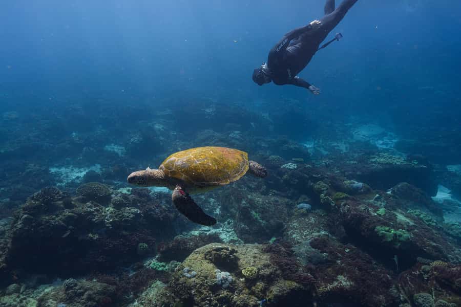 Mooloolaba: Turtle Snorkel & Swim at Mudjimba Island - Why Mudjimba Island is worth the short trip