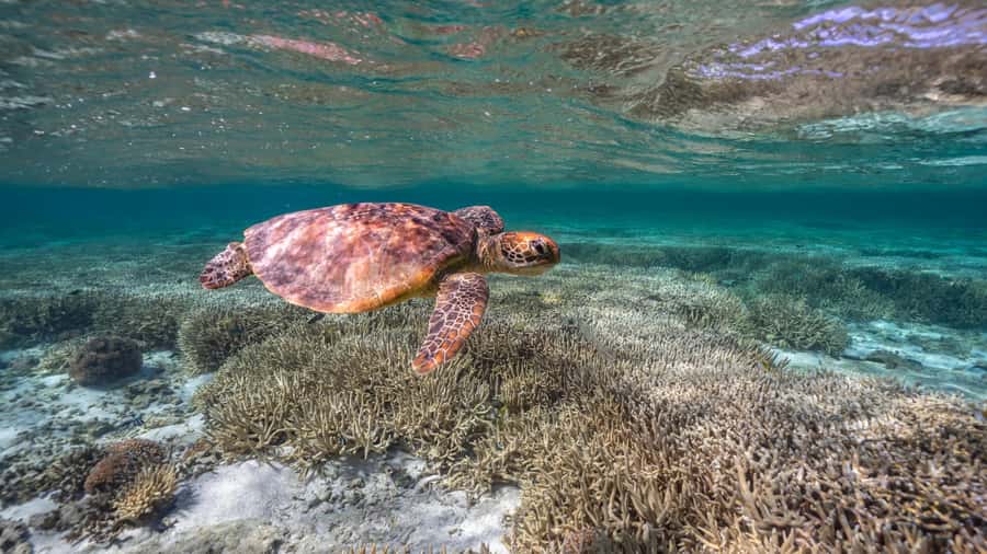 Mooloolaba: Turtle Snorkel & Swim at Mudjimba Island - The 2-hour plan: what happens from wharf to water to back