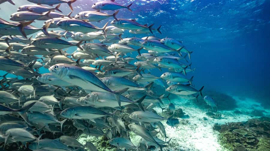 Mooloolaba: Turtle Snorkel & Swim at Mudjimba Island - The guides: how safety and wildlife spotting blend together