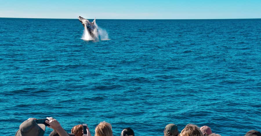 Mooloolaba: Whale Watching Cruise - Quick Takeaways Before You Go