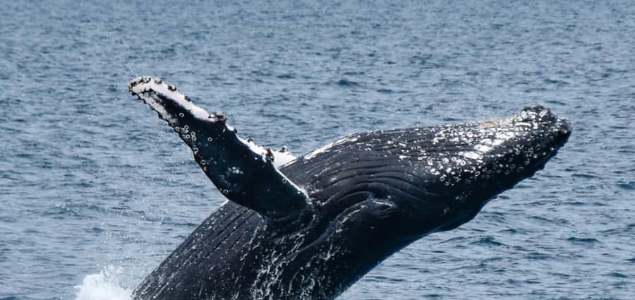Mooloolaba: Whale Watching Cruise - Entering The Wharf Mooloolaba Area Like a Pro