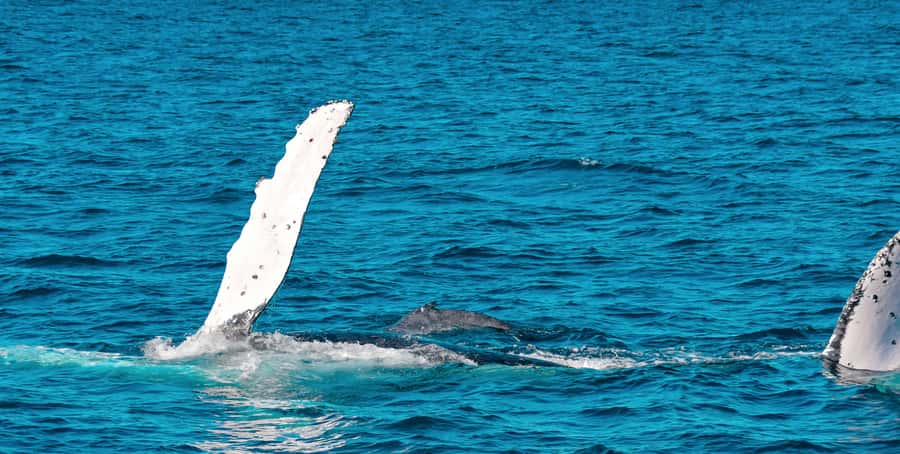 Mooloolaba: Whale Watching Cruise - Hydrophone Whale Singing and HD Underwater Cameras: The Tech That Actually Helps