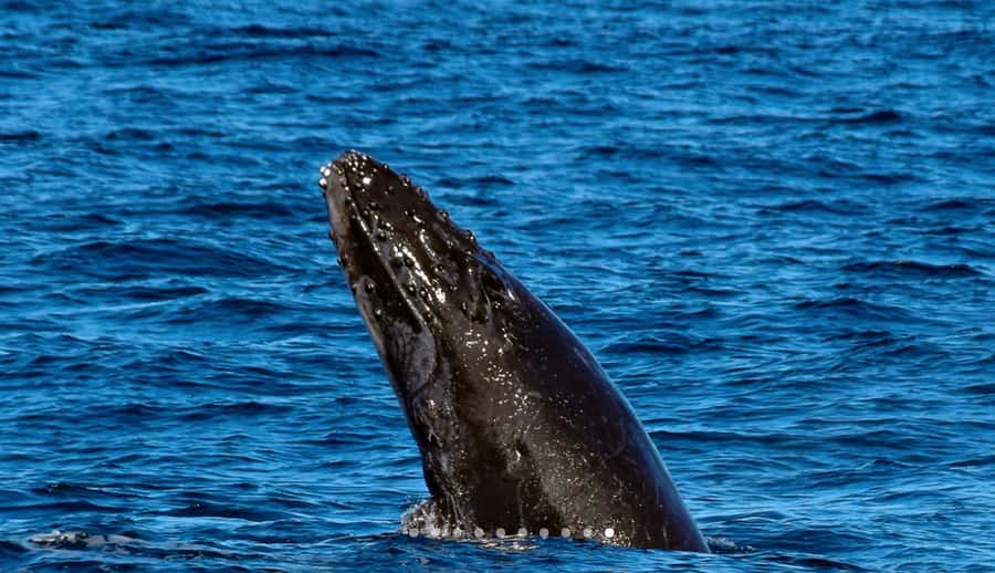 Mooloolaba: Whale Watching Cruise - Whale Moments You Might Spot, and What They Mean