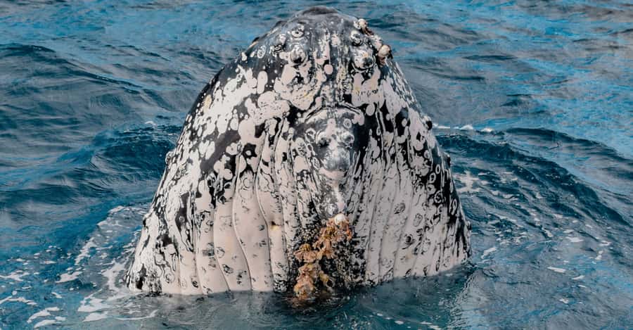 Mooloolaba: Whale Watching Cruise - Viewing Style and the Feeling of Being Closer to the Action