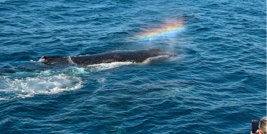 Mooloolaba: Whale Watching Cruise - Crew Energy, Whale Facts, and the Human Side of the Cruise