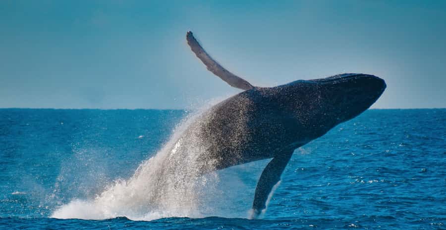 Mooloolaba: Whale Watching Cruise - What to Bring, What to Wear, and How to Stay Comfortable