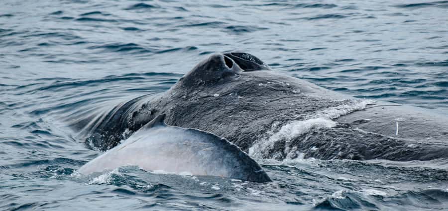 Mooloolaba: Whale Watching Cruise - The 2-Hour Game Plan: Speed to Whale Ground, Then Watch Closely