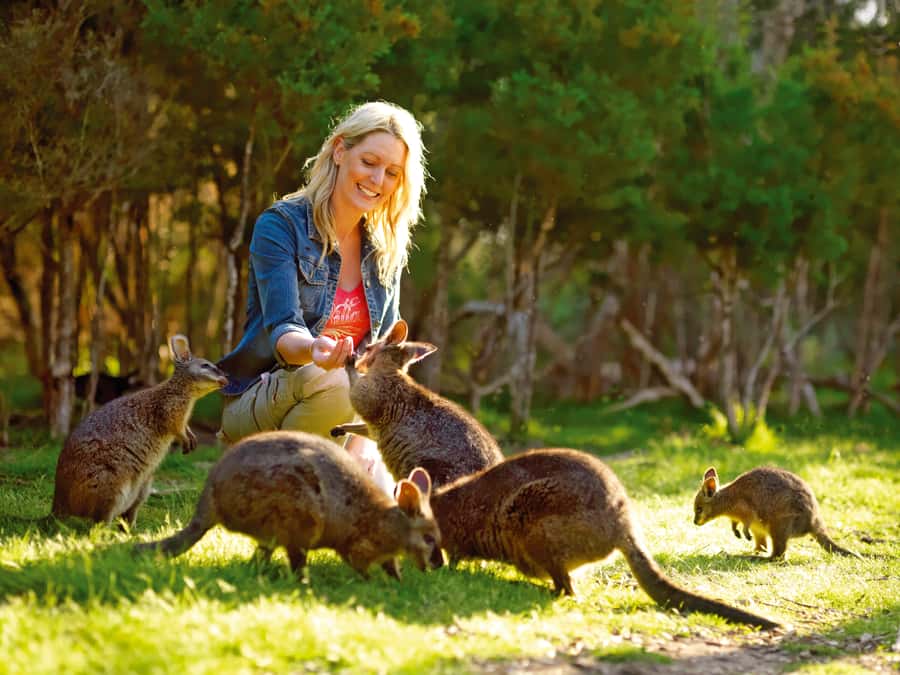 Moonlit Sanctuary Conservation Park Entry Ticket - The free-roaming kangaroo and wallaby experience you will actually remember