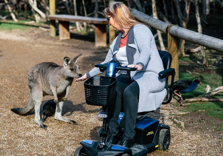 Moonlit Sanctuary Conservation Park Entry Ticket - Keeper talks and wildlife shows: the best way to see more in less time
