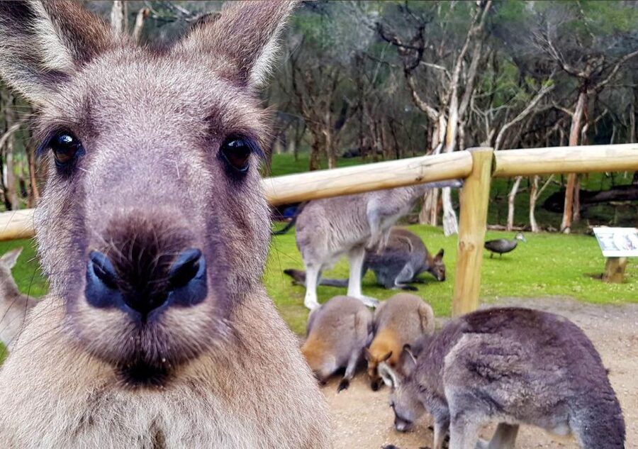 Moonlit Sanctuary Conservation Park Entry Ticket - Tasmanian devils, dingoes, pythons, and other big names