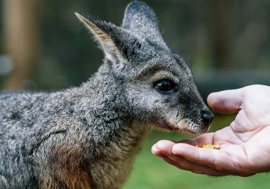 Moonlit Sanctuary Conservation Park Entry Ticket - Getting there from Melbourne and why this fits a Peninsula trip