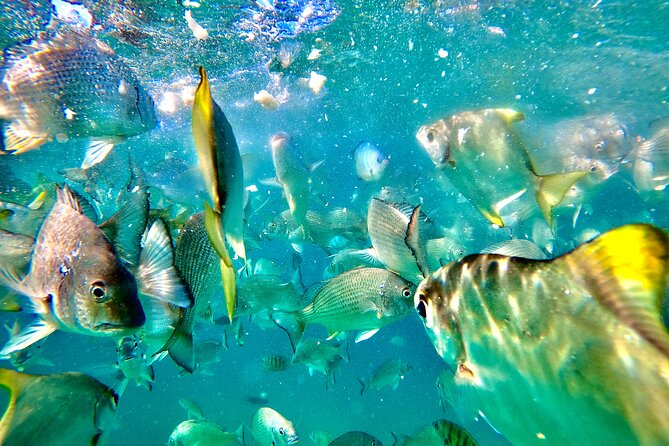 Moreton Island Day Trip (Kayak, Snorkel & Sandboard) frm Brisbane or Gold Coast - Sandboarding on the Dunes: The Adrenaline Part