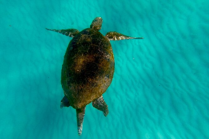 Moreton Island Day Trip (Kayak, Snorkel & Sandboard) frm Brisbane or Gold Coast - Gear and Safety: Wetsuits, Vests, and Non-Swimmer Support