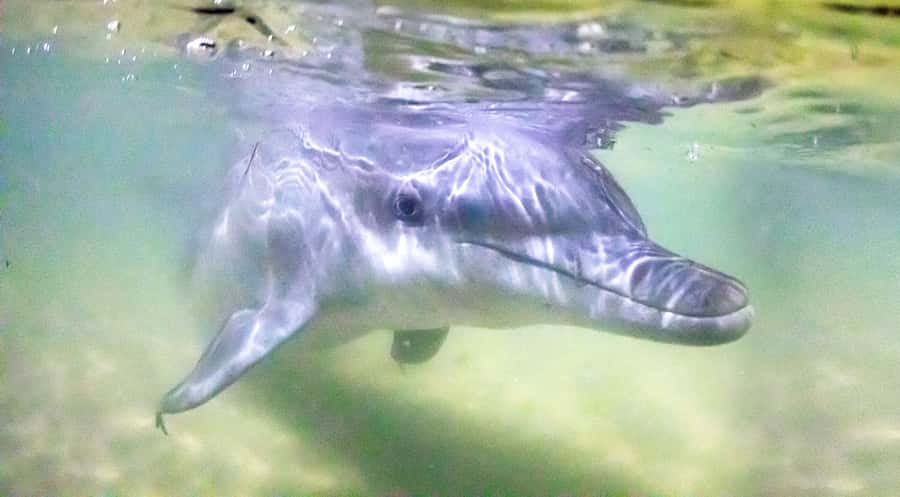 Moreton Island: Tangalooma ATV Quad Bike & Dolphin Feeding - Moreton Island from Brisbane: the cruise that sets the tone