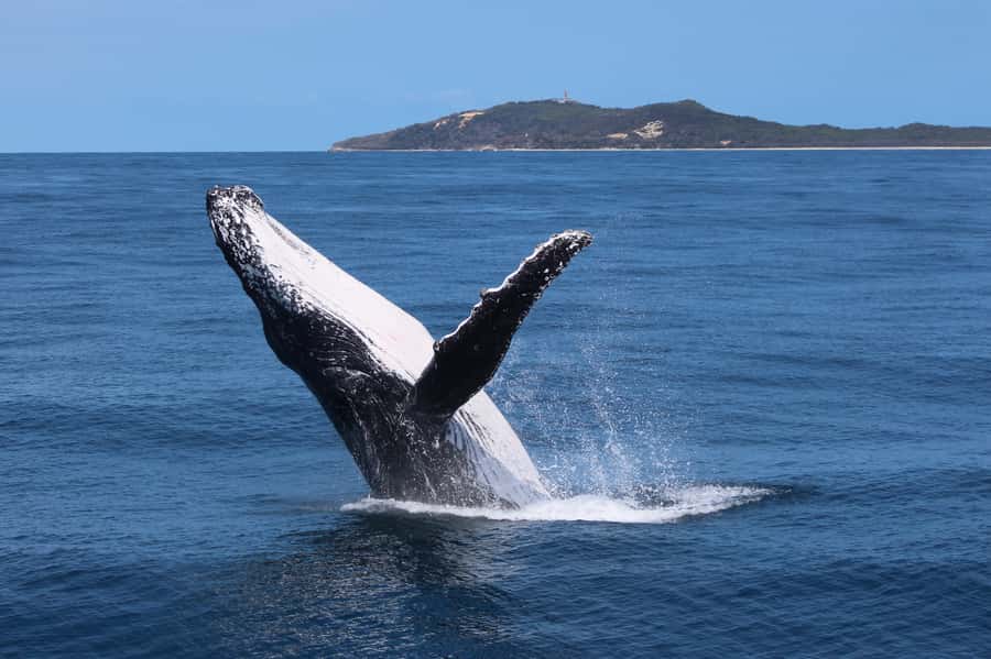 Moreton Island: Tangalooma Day Trip & Whale Watching Cruise - Key Things I’d Prioritize