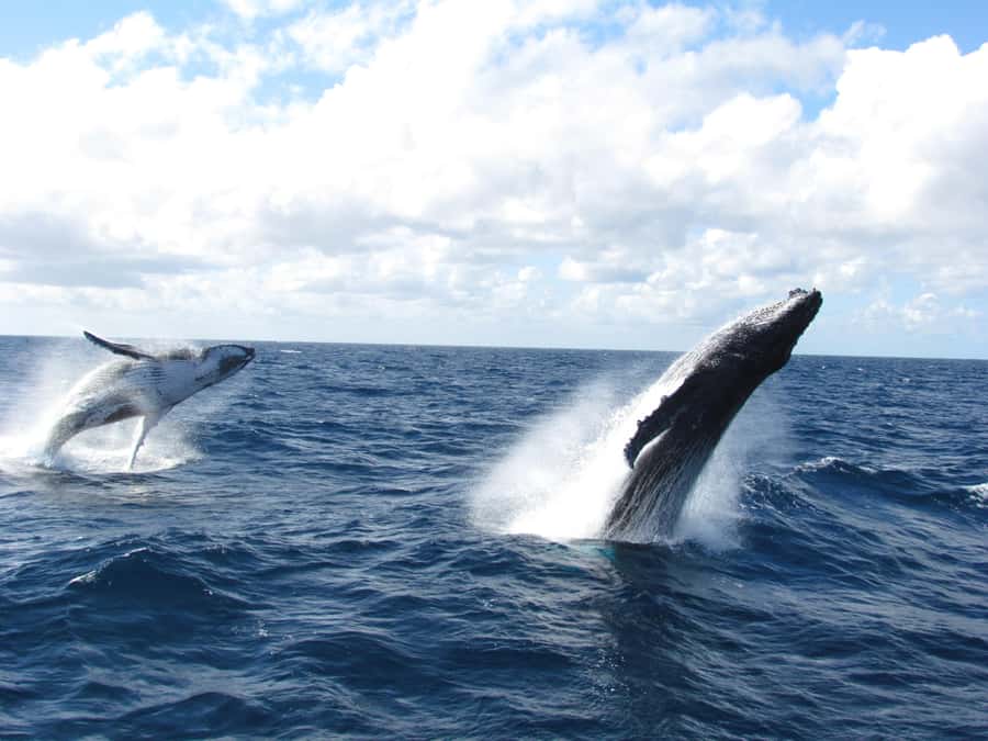 Moreton Island: Tangalooma Day Trip & Whale Watching Cruise - The 3-Hour Humpback Whale Cruise: Where the Magic Happens