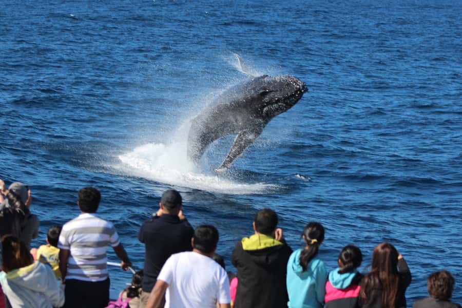 Moreton Island: Tangalooma Day Trip & Whale Watching Cruise - Who Should Book This Trip (and Who Should Rethink It)