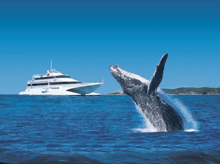 Moreton Island: Tangalooma Day Trip & Whale Watching Cruise - Brisbane To Moreton Island: The Ferry Ride That Sets the Tone