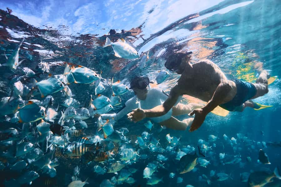 Moreton Island: Tangalooma Snorkeling Tour & Dolphin Feeding - Price and value: why $172 can work if you want a lot included