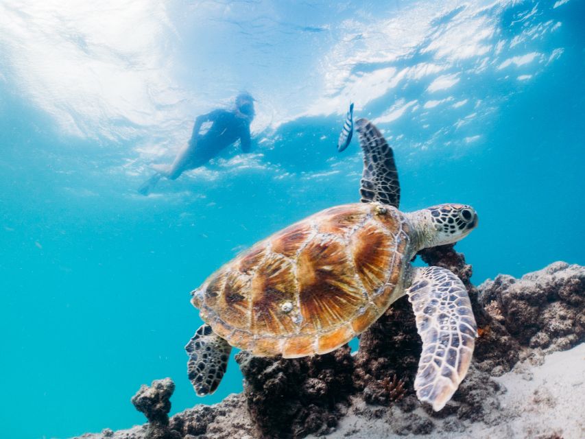 Moreton Island: Tangalooma Snorkelling with Dolphin Viewing - Who should book, and who should skip