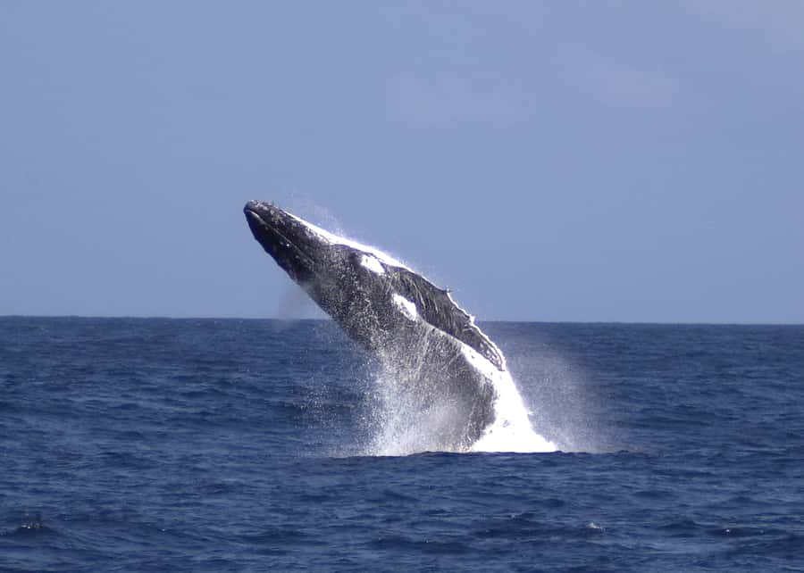 Moreton Island: Tangalooma Whale Watching & Dolphin Feeding - Key highlights you should actually care about