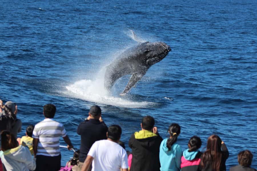Moreton Island: Tangalooma Whale Watching & Dolphin Feeding - When weather and tides change the plan, here’s what to expect