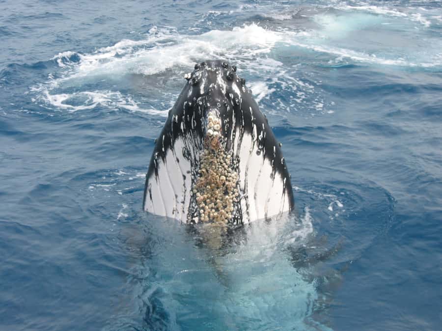 Moreton Island: Tangalooma Whale Watching & Dolphin Feeding - Ferry over to Moreton Island: easy, scenic, and timed well