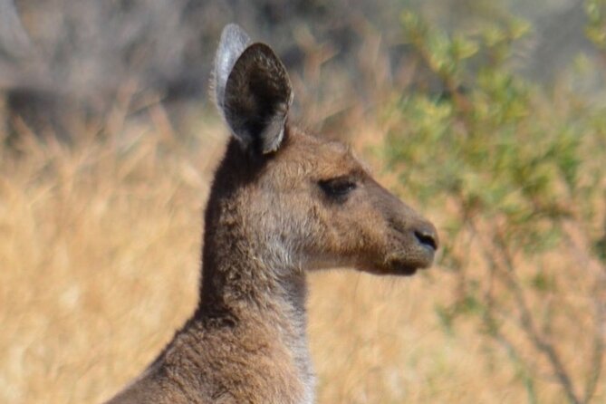 Morning Cruise on the Murchison River in Kalbarri (April to Nov) - Who this cruise is best for, and who might want to skip it