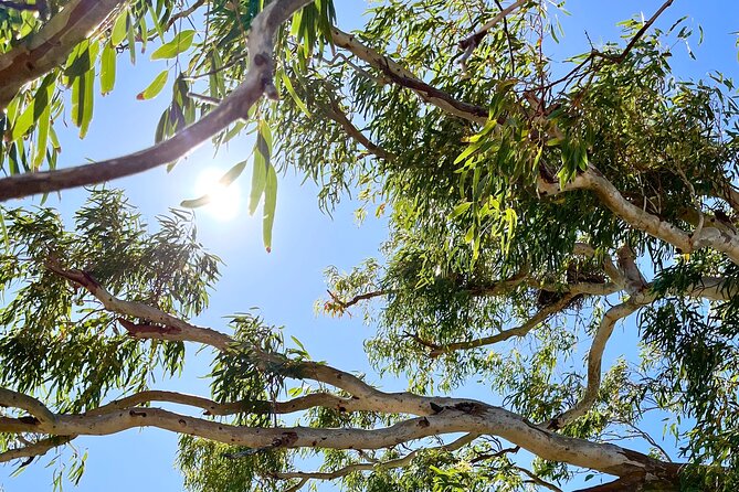 Morning Cruise on the Murchison River in Kalbarri (April to Nov) - What you will actually see: birds, fish, and riverbank animals