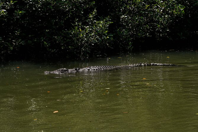 Morning Daintree Tour with River Cruise from Port Douglas - Mossman Gorge National Park: the easy boardwalk and a refreshing swim