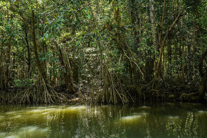 Morning Daintree Tour with River Cruise from Port Douglas - What to bring for comfort, photos, and a possible swim