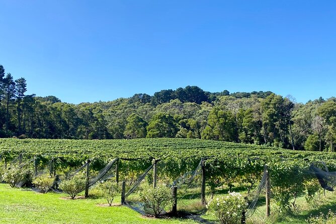 Mornington Peninsula Self-Guided Bike Tour | Food & Wine Region - The Red Hill Rail Trail to Merricks Beach, why this is the ride people remember
