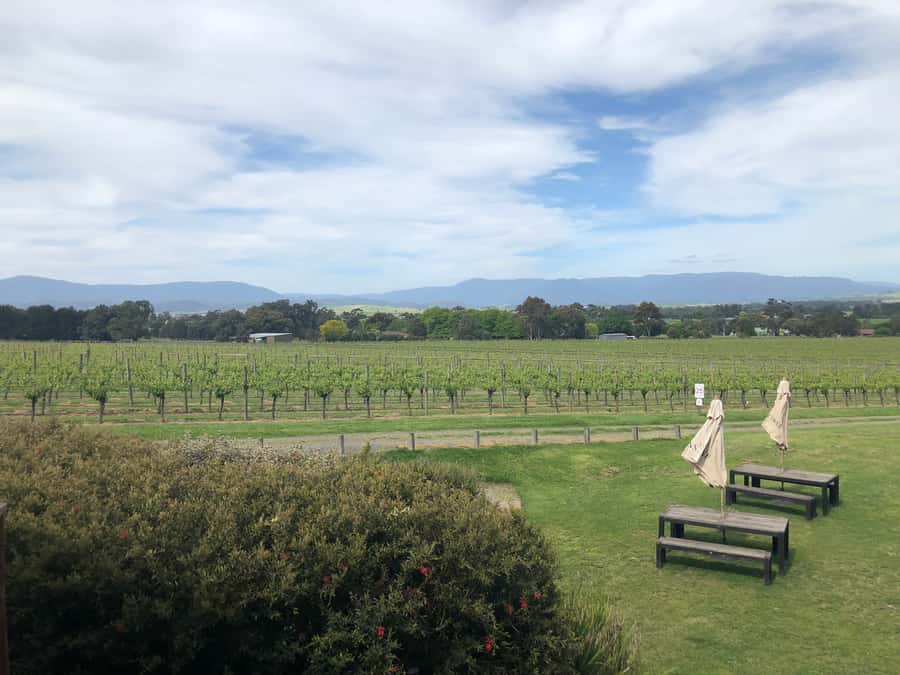 Mornington Peninsula Winery Bus Tour with Lunch & Wine - Key highlights worth knowing