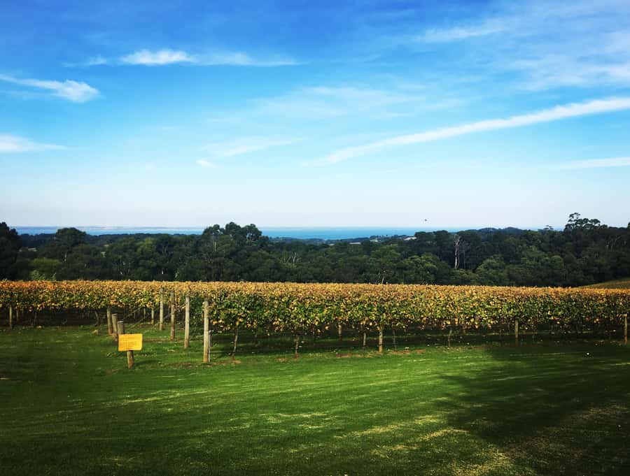 Mornington Peninsula Winery Bus Tour with Lunch & Wine - Mornington Peninsula in a Single, Driver-Proof Day