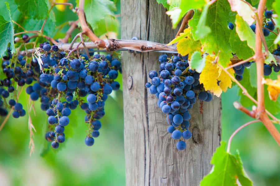 Mornington Peninsula Winery Bus Tour with Lunch & Wine - Winery Stops and Tastings: What You’re Really Getting