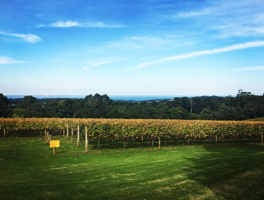 Mornington Peninsula Winery Bus Tour with Lunch & Wine - Guides, Van Vibes, and the Day’s Personal Touch