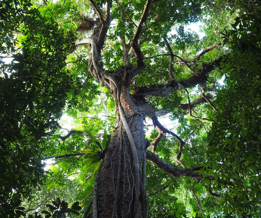 Mossman Gorge: Day Tour with River Drift Experience - Who Should Book This Mossman Gorge River Day (and Who Should Skip It)