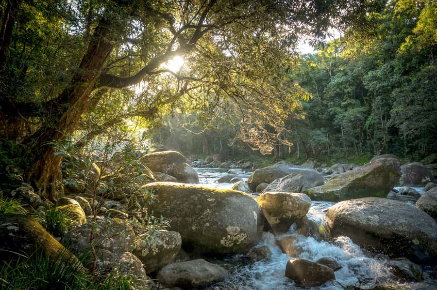 Mossman Gorge: Day Tour with River Drift Experience - How the Guided Rainforest Walks Work Inside the Daintree National Park