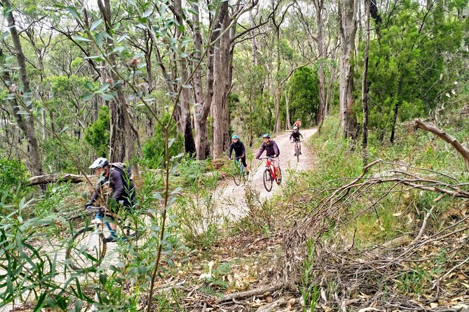 Mount Lofty Descent Bike Tour from Adelaide - The ride down through Cleland Conservation Park: bushland scenery and animal spotting