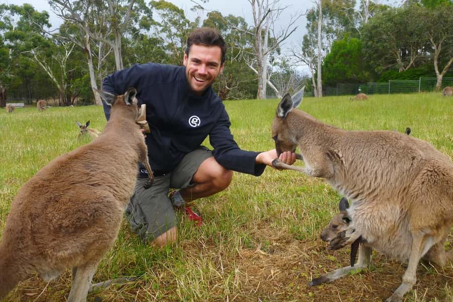 Mount Lofty Downhill Bike Tour & Cleland Wildlife Park Visit - Wildlife on the move vs wildlife in a park, and how to spot both